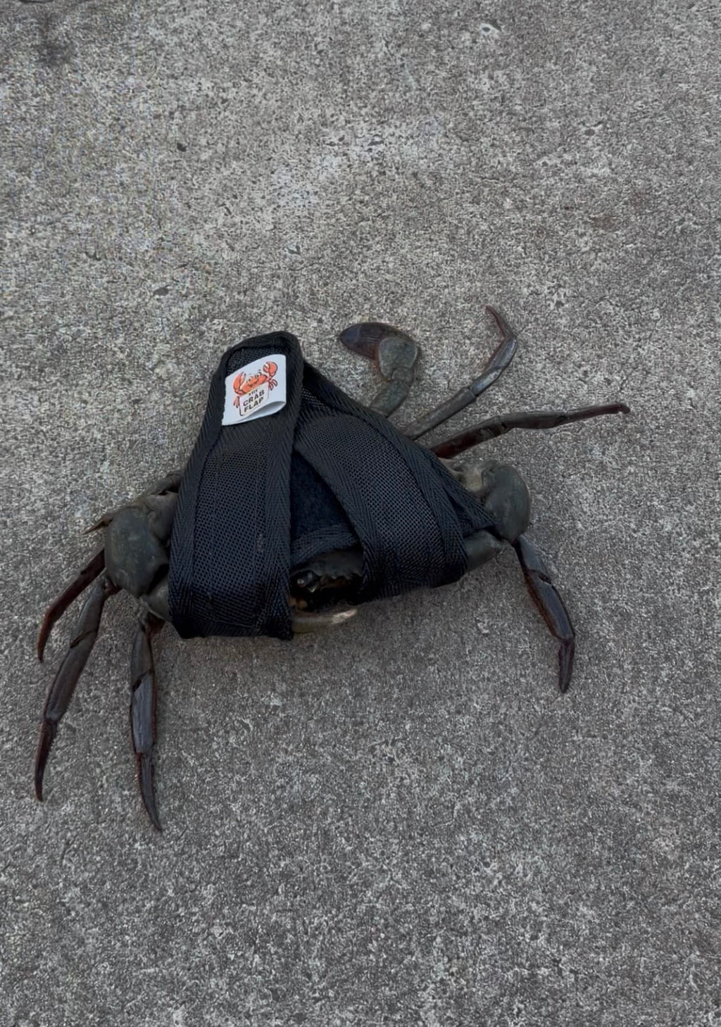 Crab Flap 5 Pack with bag (Black)